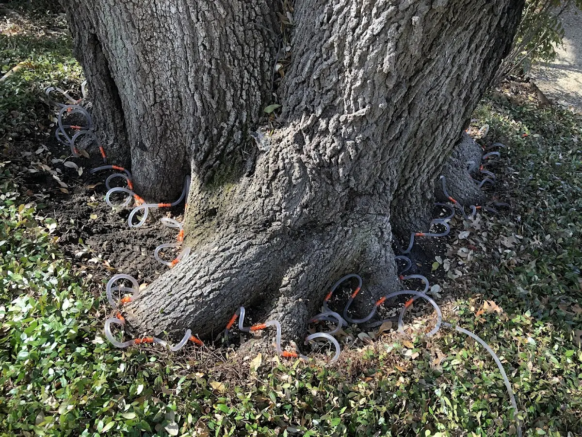 Detailed Tree Cabling and Bracing job site in Elmira