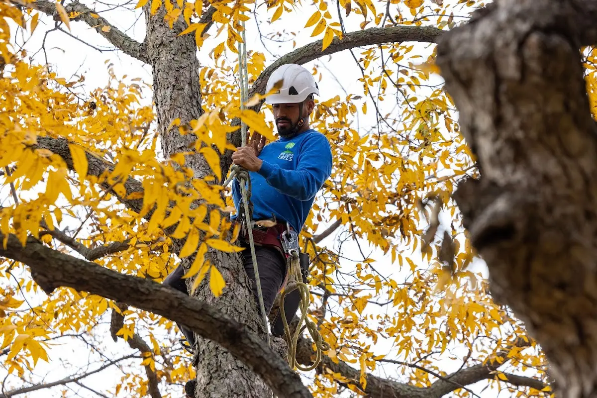 Skilled Tree Transplanting crew working in Elmira